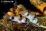 hoplisoma weitzmani hoplisoma weitzmani