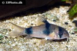hoplisoma weitzmani hoplisoma weitzmani