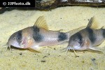 hoplisoma weitzmani hoplisoma weitzmani