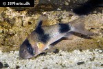 hoplisoma weitzmani hoplisoma weitzmani