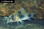 hoplisoma weitzmani hoplisoma weitzmani