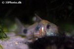 hoplisoma weitzmani hoplisoma weitzmani