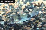 hoplisoma weitzmani hoplisoma weitzmani
