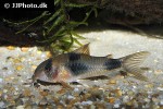 hoplisoma weitzmani hoplisoma weitzmani