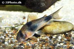 hoplisoma weitzmani hoplisoma weitzmani