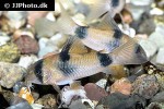 hoplisoma weitzmani hoplisoma weitzmani