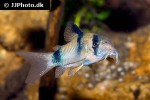 hoplisoma weitzmani hoplisoma weitzmani
