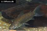 hoplosternum littorale hoplosternum littorale