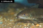hoplosternum littorale hoplosternum littorale