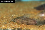 hoplosternum littorale hoplosternum littorale