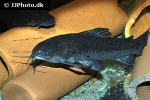 hoplosternum littorale hoplosternum littorale