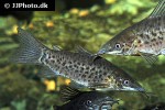 hoplosternum punctatum hoplosternum punctatum