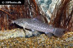 hoplosternum punctatum hoplosternum punctatum