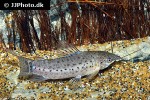 hoplosternum punctatum hoplosternum punctatum