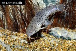 hoplosternum punctatum hoplosternum punctatum