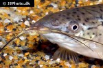 hoplosternum punctatum hoplosternum punctatum