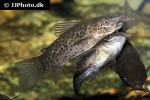 hoplosternum punctatum hoplosternum punctatum