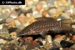 hoplosternum punctatum hoplosternum punctatum