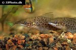 hoplosternum punctatum hoplosternum punctatum
