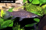 hoplosternum punctatum hoplosternum punctatum