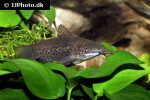 hoplosternum punctatum hoplosternum punctatum