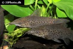 hoplosternum punctatum hoplosternum punctatum