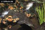 hoplosternum punctatum hoplosternum punctatum
