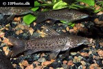 hoplosternum punctatum hoplosternum punctatum