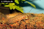 lepthoplosternum pectorale lepthoplosternum pectorale