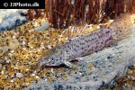 lepthoplosternum pectorale lepthoplosternum pectorale