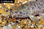 lepthoplosternum pectorale lepthoplosternum pectorale