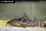 megalechis picta megalechis picta