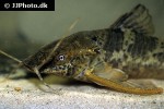 megalechis picta megalechis picta