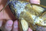 megalechis picta megalechis picta
