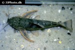 megalechis picta megalechis picta