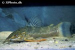 megalechis picta megalechis picta