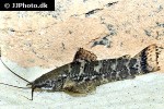 megalechis picta megalechis picta