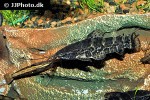 megalechis picta megalechis picta