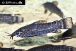megalechis picta megalechis picta