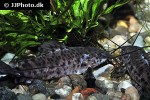 megalechis thoracata megalechis thoracata