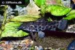 megalechis thoracata megalechis thoracata