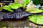megalechis thoracata megalechis thoracata