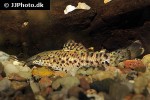 megalechis thoracata megalechis thoracata