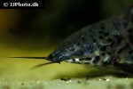 megalechis thoracata megalechis thoracata
