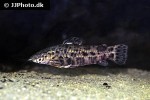megalechis thoracata megalechis thoracata