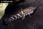 megalechis thoracata megalechis thoracata