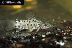 megalechis thoracata megalechis thoracata