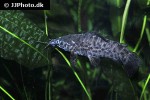 megalechis thoracata megalechis thoracata