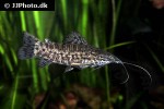 megalechis thoracata megalechis thoracata