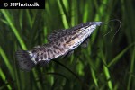 megalechis thoracata megalechis thoracata